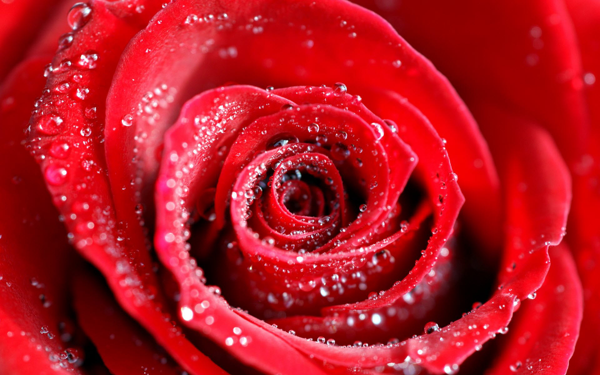 Water Drops on Red Rose6274411065 - Water Drops on Red Rose - Water, Roses, Rose, Drops